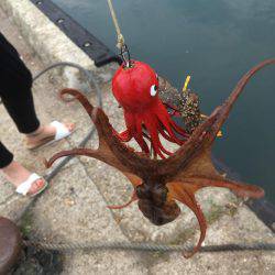 オクトパッシング