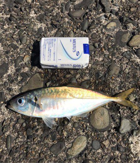 色々釣れました