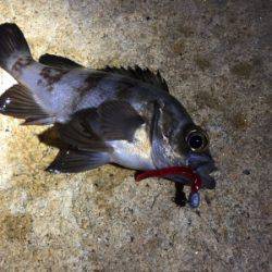 爆風メバリング