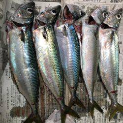 サバの回遊あり！