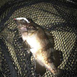 メバル(｡-∀-｡)