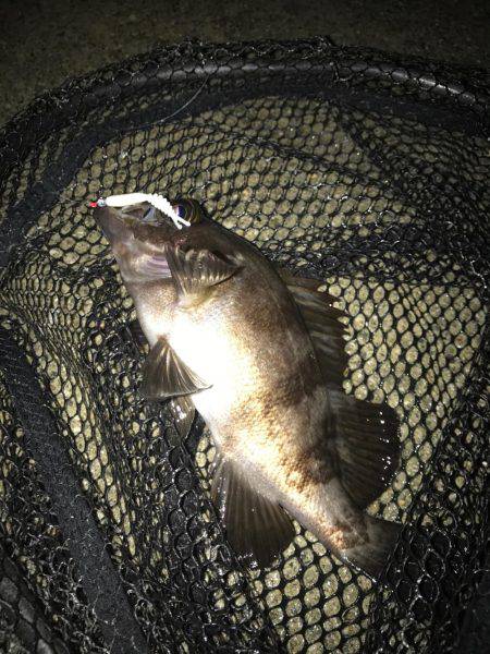 メバル(｡-∀-｡)