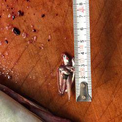 太刀魚からの〜ツバスリベンジ！