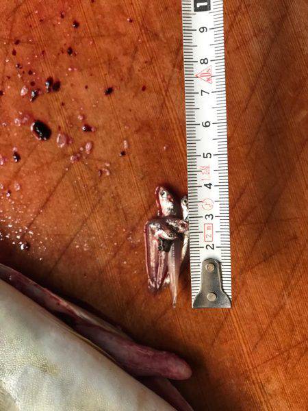 太刀魚からの〜ツバスリベンジ！