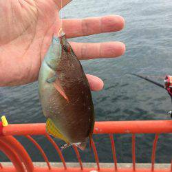 海の日凱旋ならず。