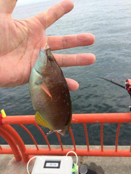 海の日凱旋ならず。