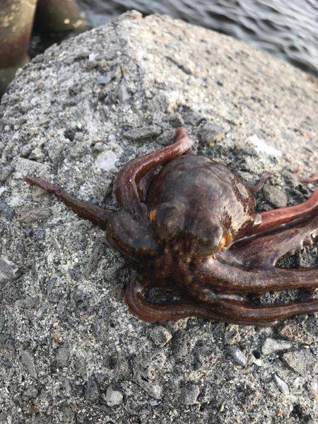 蛸、たこ、タコ！