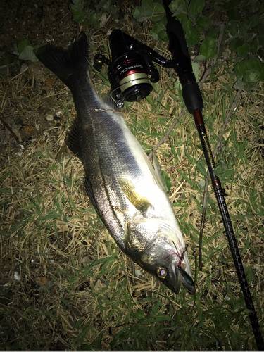 まだまだ釣れてます！