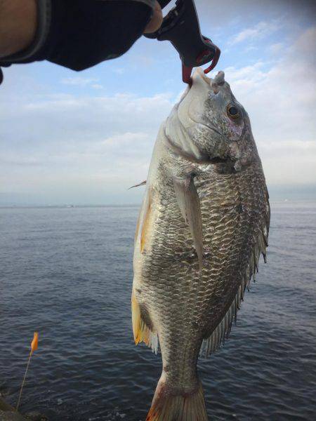 シーバスのはずが(T . T)