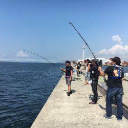 ポーアイ沖にて、ツバス