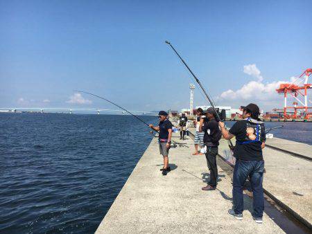 ポーアイ沖にて、ツバス