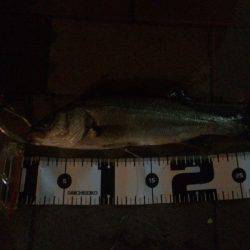 クロダイ、フッコ！