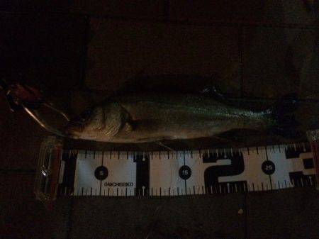 クロダイ、フッコ！