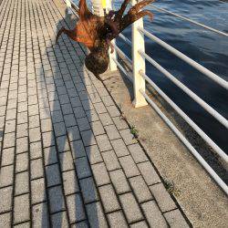 ナイト＆デイタコゲーム