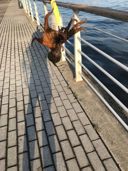 ナイト＆デイタコゲーム