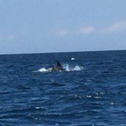 マイボートでタイラバ、ジギング