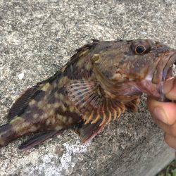 タコのちガシラ