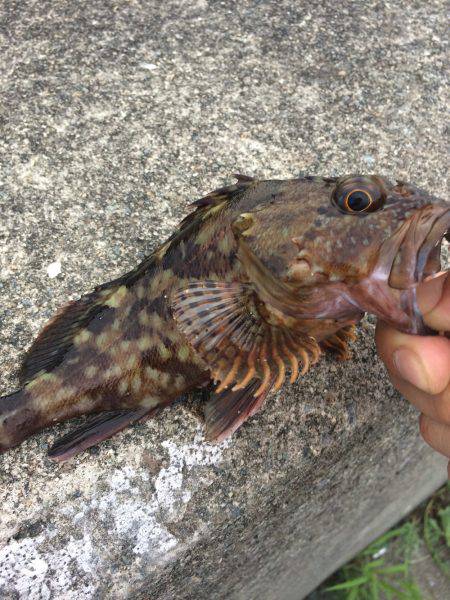 タコのちガシラ