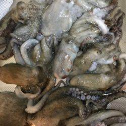 ナイトオクトパッシング