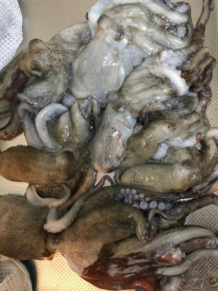 ナイトオクトパッシング