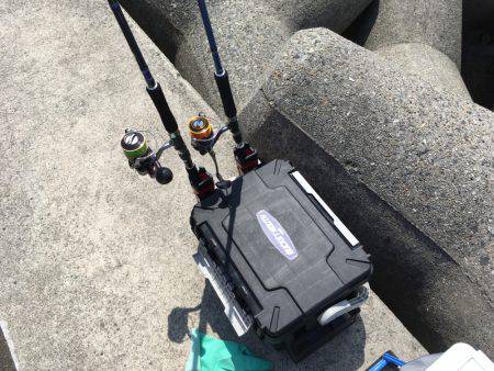 ツバス、少しずつサイズアップ^_^;