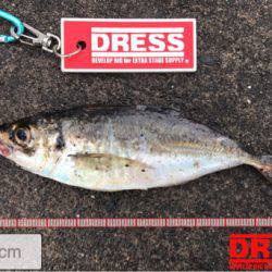 夜通しアジング…風、水深、ポイントに課題