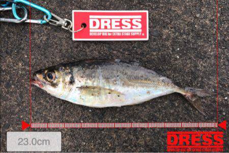 夜通しアジング…風、水深、ポイントに課題