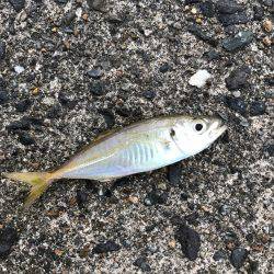 ケンサキ数釣りエギング