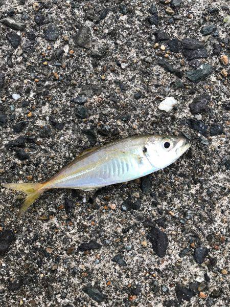 ケンサキ数釣りエギング