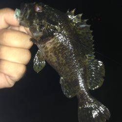 垂水漁港でガシリング！！