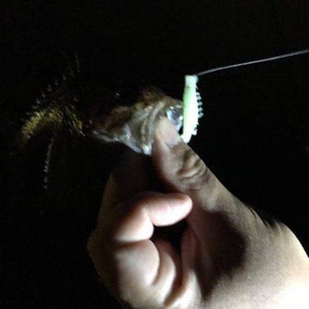 垂水漁港でガシリング！！