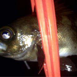 久々のアジング