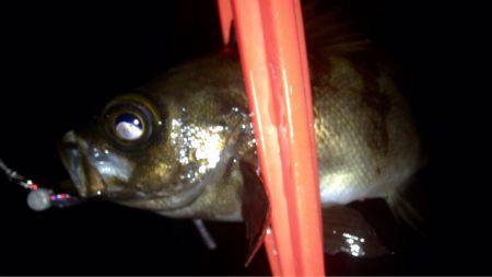 久々のアジング