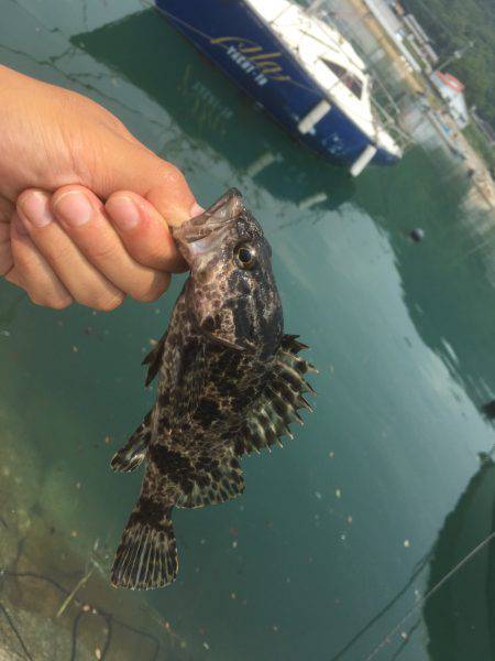 ロック！フィッシュ！