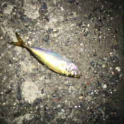 神戸港アジング…まだまだ豆アジ