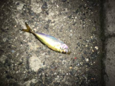 神戸港アジング…まだまだ豆アジ