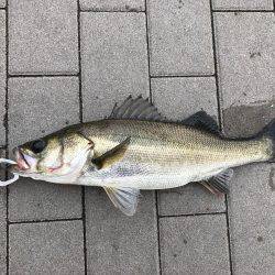 雨、ローライト、シーバスゲーム