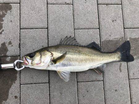 雨、ローライト、シーバスゲーム