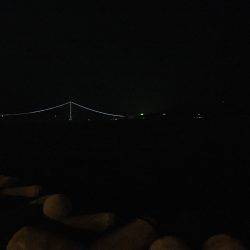 ケンサキではなくアオリ