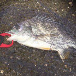 シーバスのはずが(T . T)