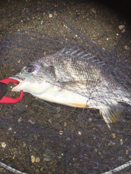 シーバスのはずが(T . T)