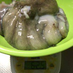 タコ釣れました