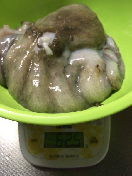 タコ釣れました