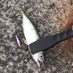 ジグサビキでアジ！