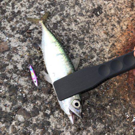 ジグサビキでアジ！