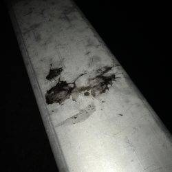 平日ライトエギング