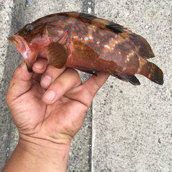 まづめのアコウ