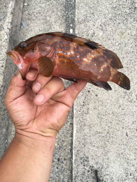 まづめのアコウ