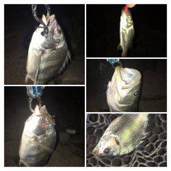 淀川ブリゲー ランカーシーバス