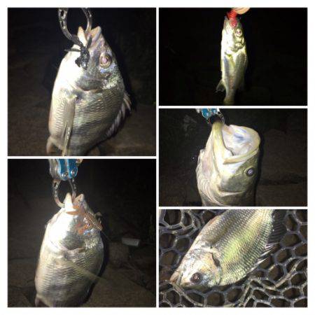 淀川ブリゲー ランカーシーバス